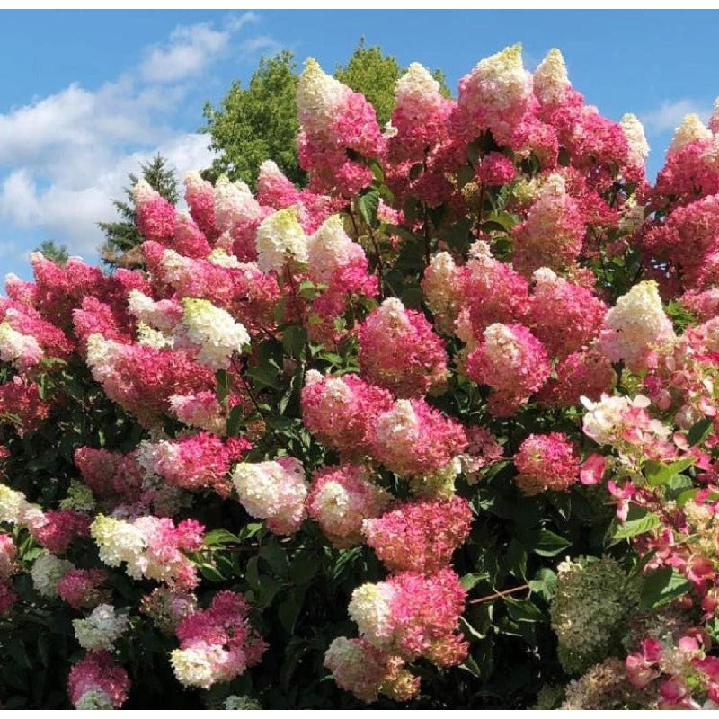 50pcs Strawberry Hydrangea seeds Pink Perennial Flower, Hardy Ornamental