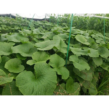 Wasabi Mustard Green Seeds 200 Count Seed Pack - Non-GMO - Large Green Leaves with Wavy Edges and a Fun Wasabi-Like