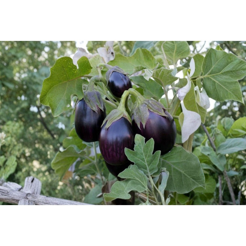 200pcs Black Beauty Eggplant Seeds: Heirloom Organic High Yield Vegetable Garden Planting