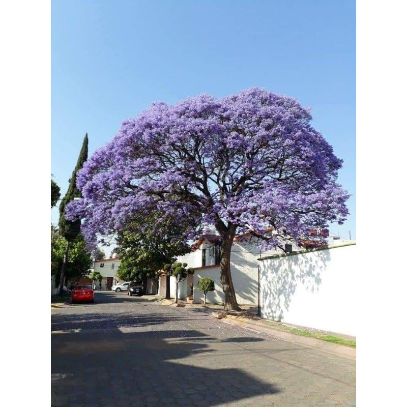 50pcs With Jacaranda Tree Seeds, Quick Growing Subtropical Tree for Outdoor Yard