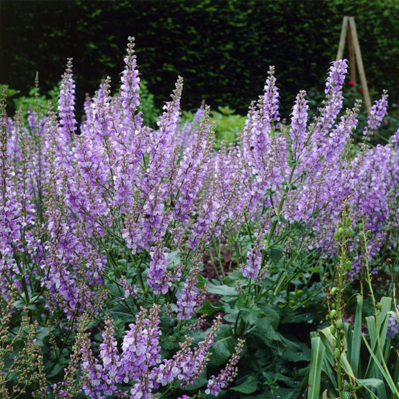 200pcs Easy Raising Blue Sage Seeds perfect for layered garden design and open border decorative styling