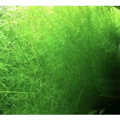 1996Pcs Aquarium Seeds Easy to Establish great for novice aquarium bottom design and indoor water landscape arrangement