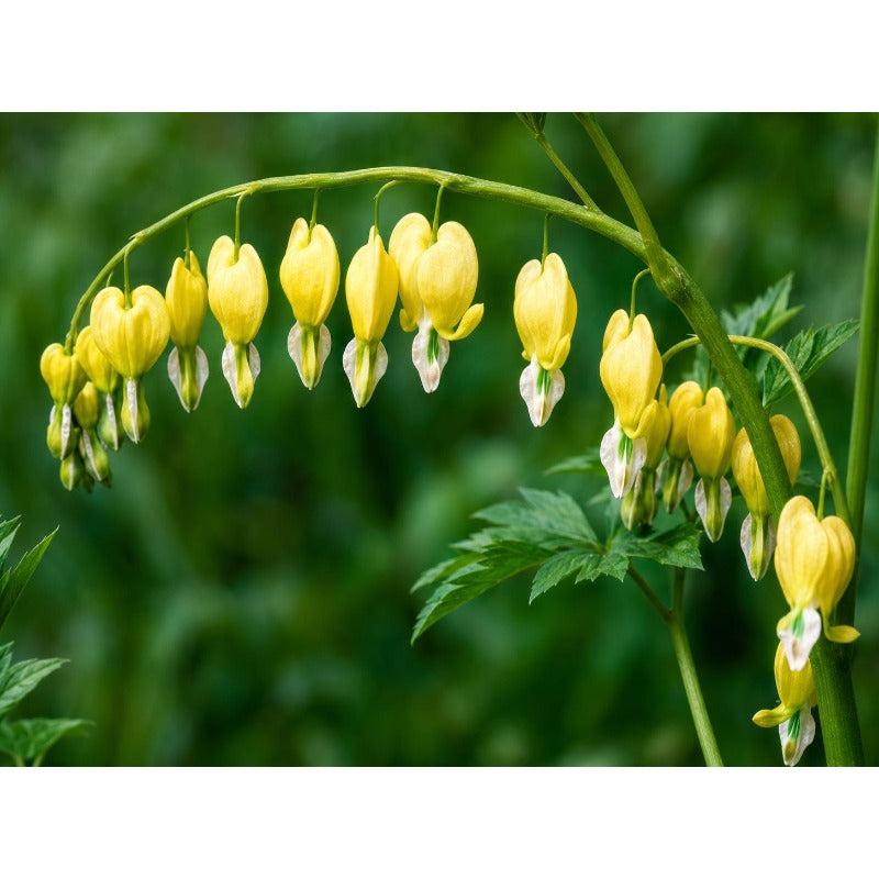 25pcs Yellow Bleeding Heart Peony Flower Seeds, Perennial Shade Garden Plant
