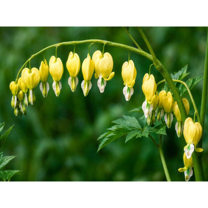 25pcs Yellow Bleeding Heart Peony Flower Seeds, Perennial Shade Garden Plant