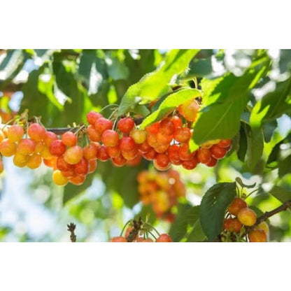 30pcs Low Water Requirements Cherry Tree  seeds For Gardeners planting