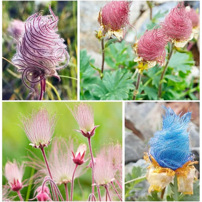 100pcs Prairie Smoke Seeds for Planting Outdoor-Non-GMO Heirloom Native Wildflower Non-GMOPlant in Your Home Garden