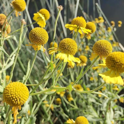 10pcs Yellow Billy Button or Craspedia Seeds -   Home Gardening, Hobby Farming