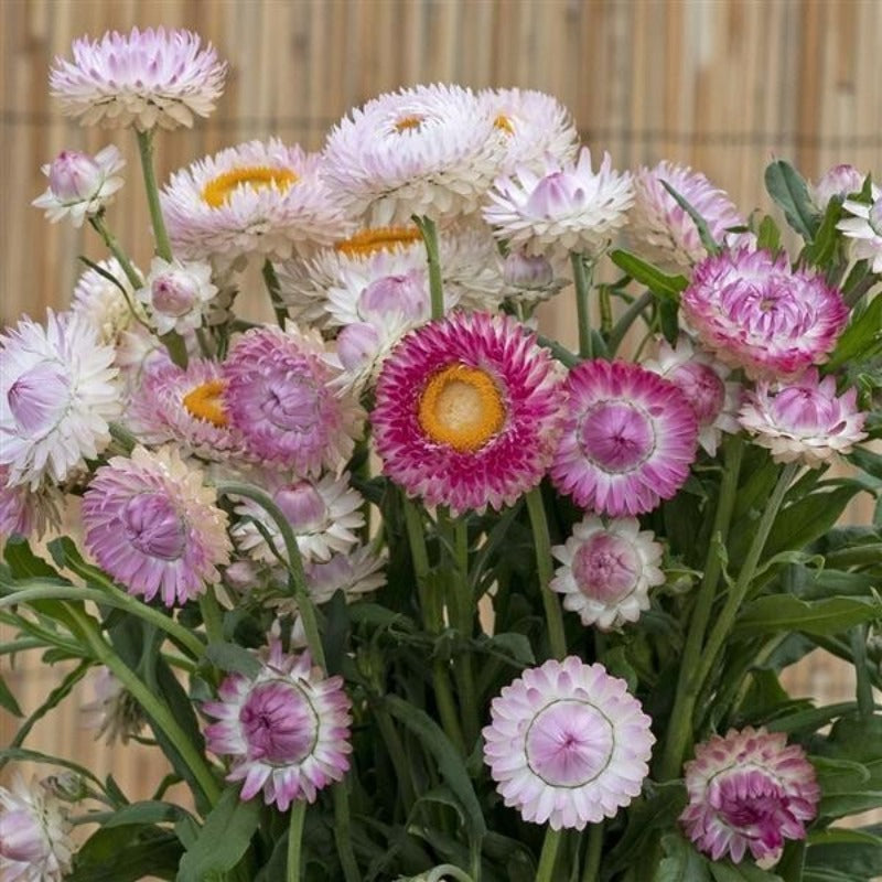 200 Strawflower Seeds Friendly for new gardeners grow into full neat bushy clumps with prolonged seasonal blooming features