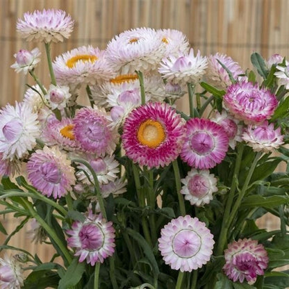 200 Strawflower Seeds Friendly for new gardeners grow into full neat bushy clumps with prolonged seasonal blooming features