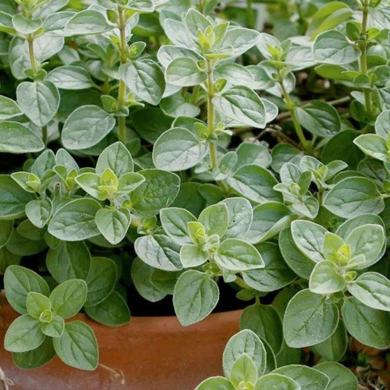 1000pcs Novice Approved Oregano Seeds for planting in residential garden beds and private yard open spaces