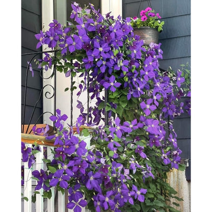 80Pcs Purple Clematis Seeds, Climbing Perennial Flower Seeds for Garden