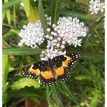 200pcs Suitable for beginner planting Milkweed Seeds flourish in loose well drained soil suited for home garden cultivation