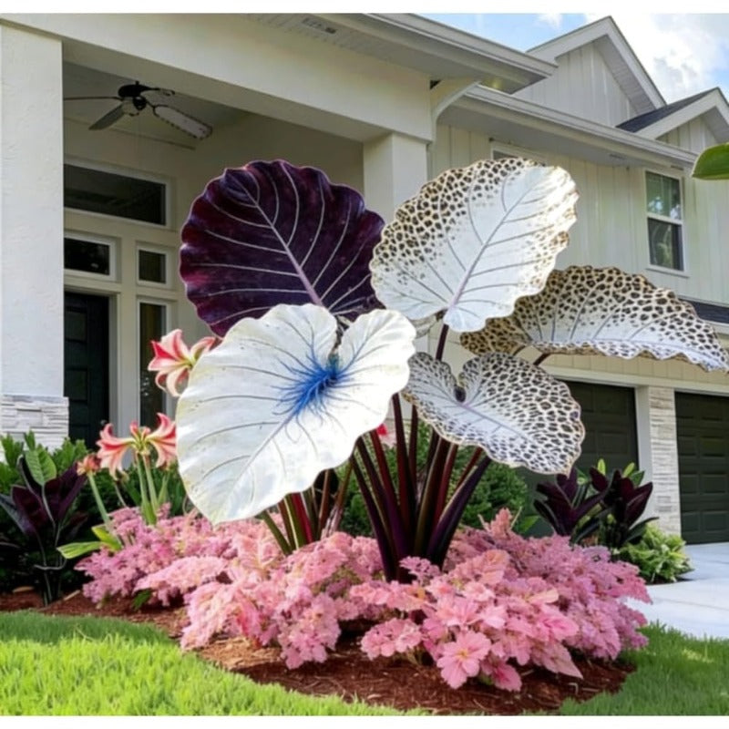 100pcs Elephant Ear seeds for Rich Green Display, Backyard Garden Design
