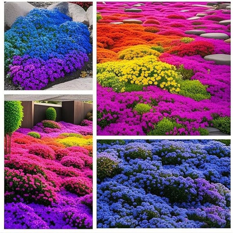463Pcs Creeping Thyme Seeds Low-Growing Perennial  Thymus Serpyllum Ground Cover Garden