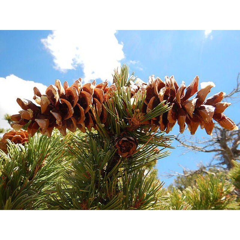 100Pcs Pine Seeds Convenient to Grow mature naturally into balanced upright form with steady layered branching tendency