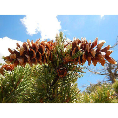 100Pcs Pine Seeds Convenient to Grow mature naturally into balanced upright form with steady layered branching tendency