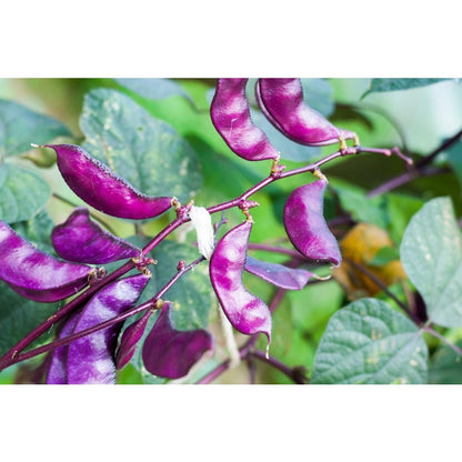 7Pcs Ideal For Creating Vertical Gardens On Walls And Trellises Hyacinth Bean Seeds