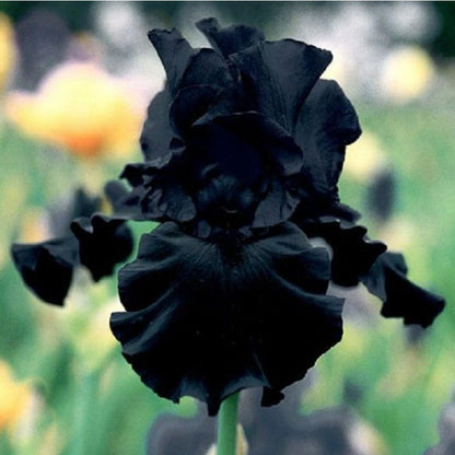 100pcs Shade Tolerant Flowers Iris Seeds Partial Shade Adaptable For Yard Spaces Simple To Plant