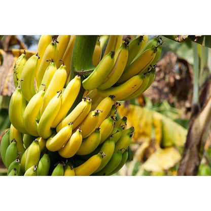 90Pcs Simple To Plant And Naturally Exotic Banana Seeds Complement Any Type Of Outdoor Home Decor