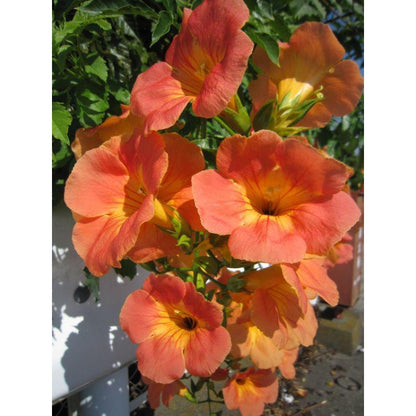 100pcs Orange Trumpet Vine Seeds Hummingbird Flower, Perennial Climbing Plant