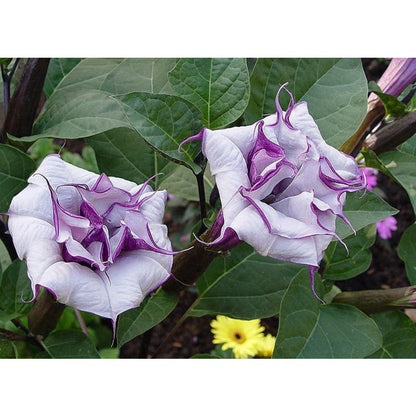 96Pcs Trumpet Vine Seeds Easy To Grow Works Well In Most Home Garden Soil Types With Good Sun And Drainage