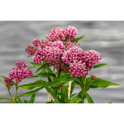 200pcs Milkweed Seeds Friendly for new gardeners grow into full upright clumps with elegant seasonal bloom characteristics