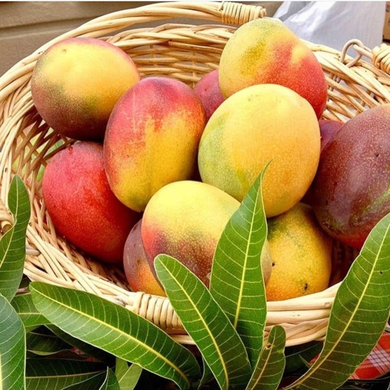 1Pcs Mango Seeds Convenient to Grow mature naturally into full balanced wide rounded canopy shape with steady branch spreading tendency