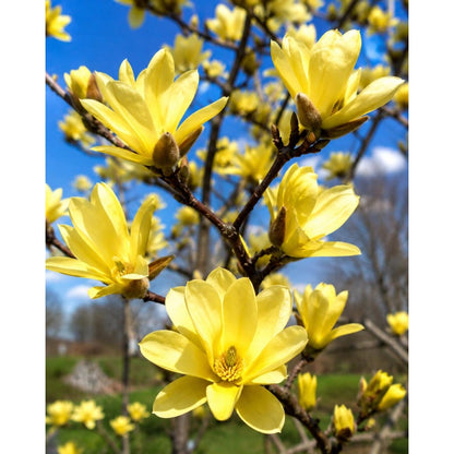 30Pcs Magnolia Seeds pair beautifully with ornamental shrubs to enrich multi layered landscape structure