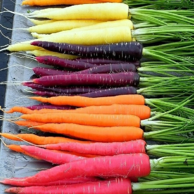 200 RAINBOW Carrot SEEDS  outdoor vegetable garden planting