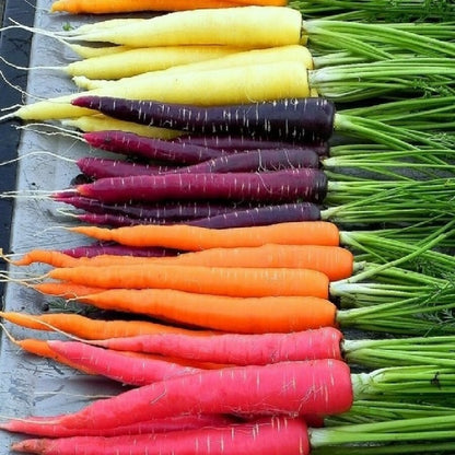 200 RAINBOW Carrot SEEDS  outdoor vegetable garden planting