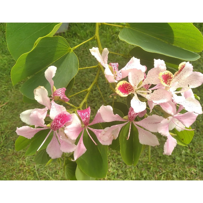84Pcs Orchid Seeds Suitable for planting form graceful upright structure ideal for indoor display and shaded yard decor