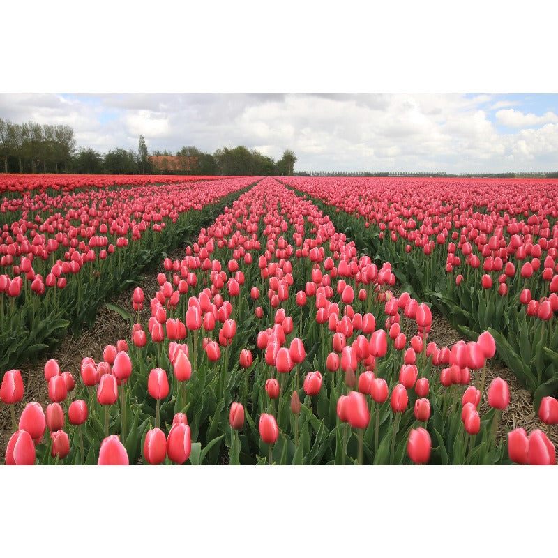 200pcs Tulip Seeds for planting Vigorous Growth Easy To Grow For Outdoor Yards