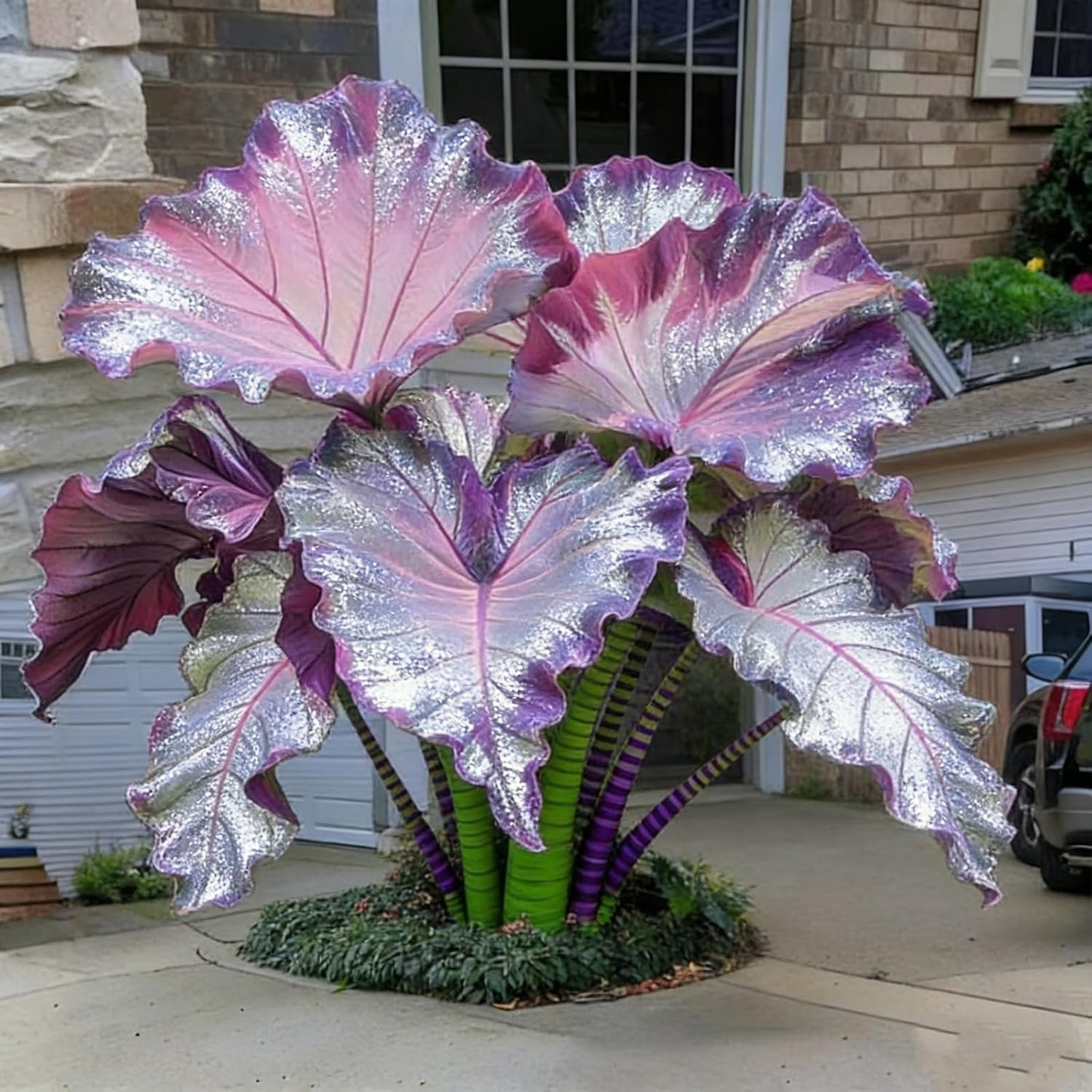 100pcs Elephant Ears seeds Balcony Garden Ornament Low Maintenance Tropical Houseplant