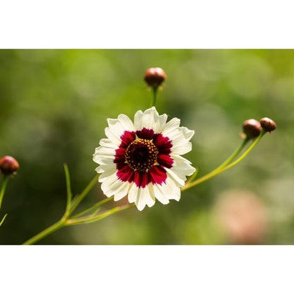 460Pcs Coreopsis Seeds Easy To Establish With Fibrous Root Systems For Good Stability In Sunny Garden Locations