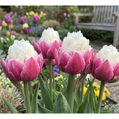 200pcs Garden Seeds Tulip Seeds Fast Growing Easy To Plant For Home Gardens