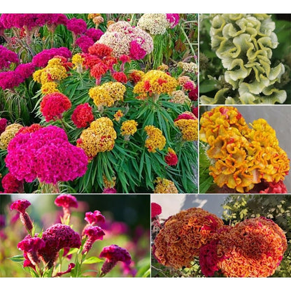 200Pcs Celosia Seeds great for novice yard styling and garden border decorative design