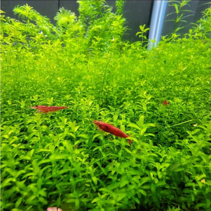 2000Pcs Easy to Sow Aquarium Seeds ideal for forming continuous natural foliage coverage across aquarium bottom and layered landscape areas