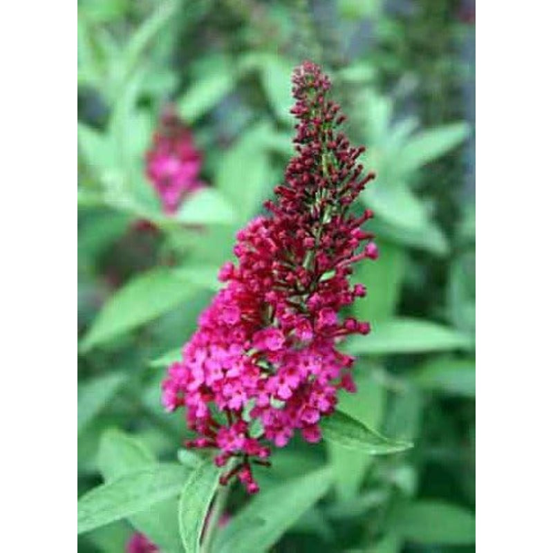 300 Butterfly Bush Seeds Friendly for new gardeners grow into full balanced rounded shrub form with steady seasonal foliage and bloom renewal features