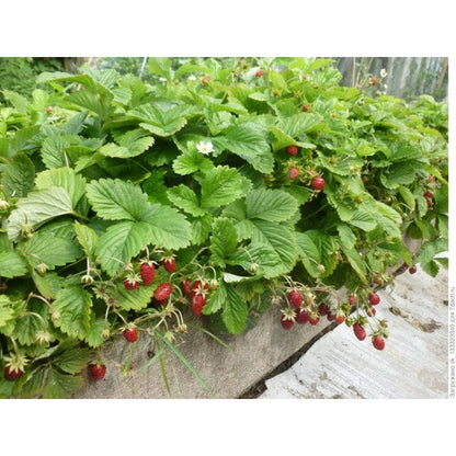286Pcs Wild Strawberry Seeds Convenient to Grow spread naturally into tidy mats with gentle creeping growth tendency