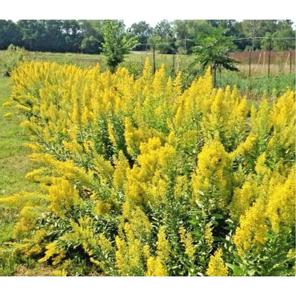 196Pcs Golden Wattle Seeds Effortless to Grow develop deep sturdy root systems to support broad spreading long term structural growth