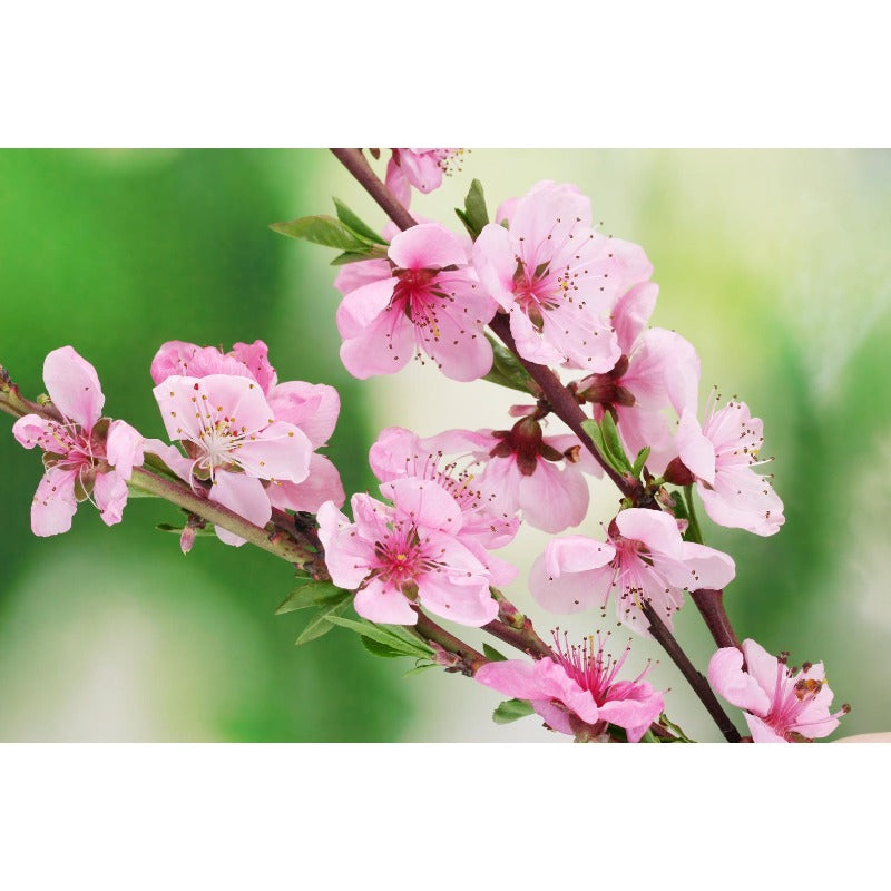 10Pcs Peach Tree Seeds Easy to Cultivate Flowering Branches for Small Spaces Planting