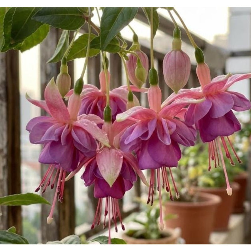 100pcs Ideal for Hanging Baskets Vigorous Growing Fuchsia Seeds