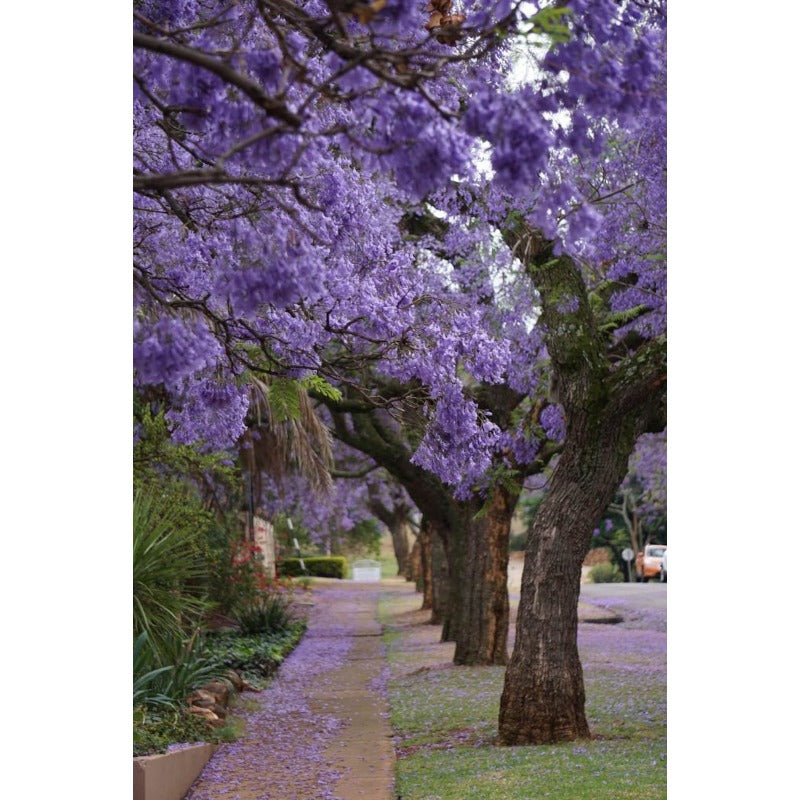 46Pcs Quick To Sprout Jacaranda Tree Seeds Ideal For Reducing Weeds With Dense Canopies