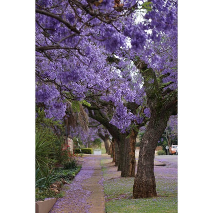 46Pcs Quick To Sprout Jacaranda Tree Seeds Ideal For Reducing Weeds With Dense Canopies