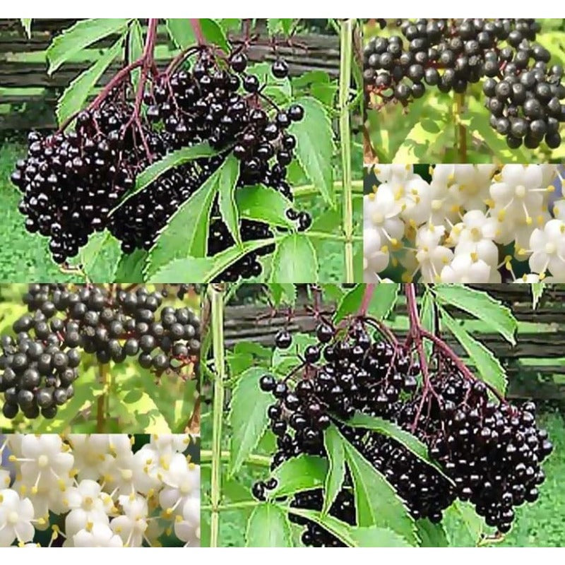 200Pcs Elderberry Seeds Easy To Establish Great For Novice Landscape Design And Yard Renovation