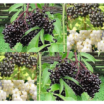200Pcs Elderberry Seeds Easy To Establish Great For Novice Landscape Design And Yard Renovation