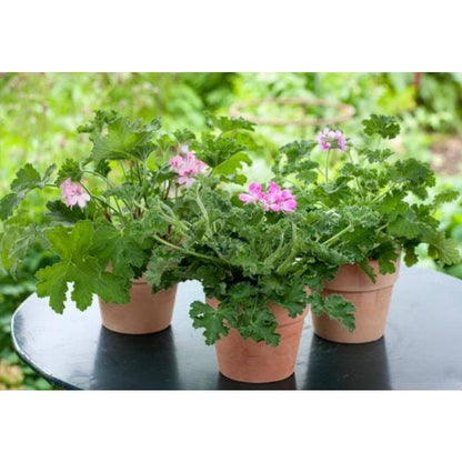490Pcs Citronella Seeds Bring A Touch Of Fresh Outdoor Elegance To Ordinary Backyard And Patio Environments