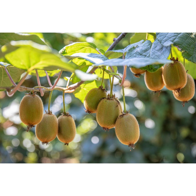 187Pcs Hardy Kiwifruit Seeds Simple To Maintain With Basic Watering And Sunlight