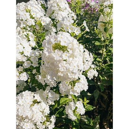 500pcs Creeping Phlox Seeds for planting in residential rock garden areas and private slope courtyard spaces