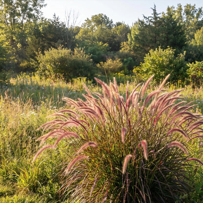 100 Seeds  Purple Fountain Grass Seeds  – Deep Burgundy Ornamental Grass for Gardens, Borders & Containers